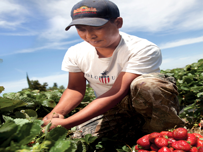 “We celebrate strawberries as an all-American fruit that provides the opportunity to better our lives,” said Victor Ramirez, a third-generation strawberry farmer and the chairman of the California Strawberry Commission. 